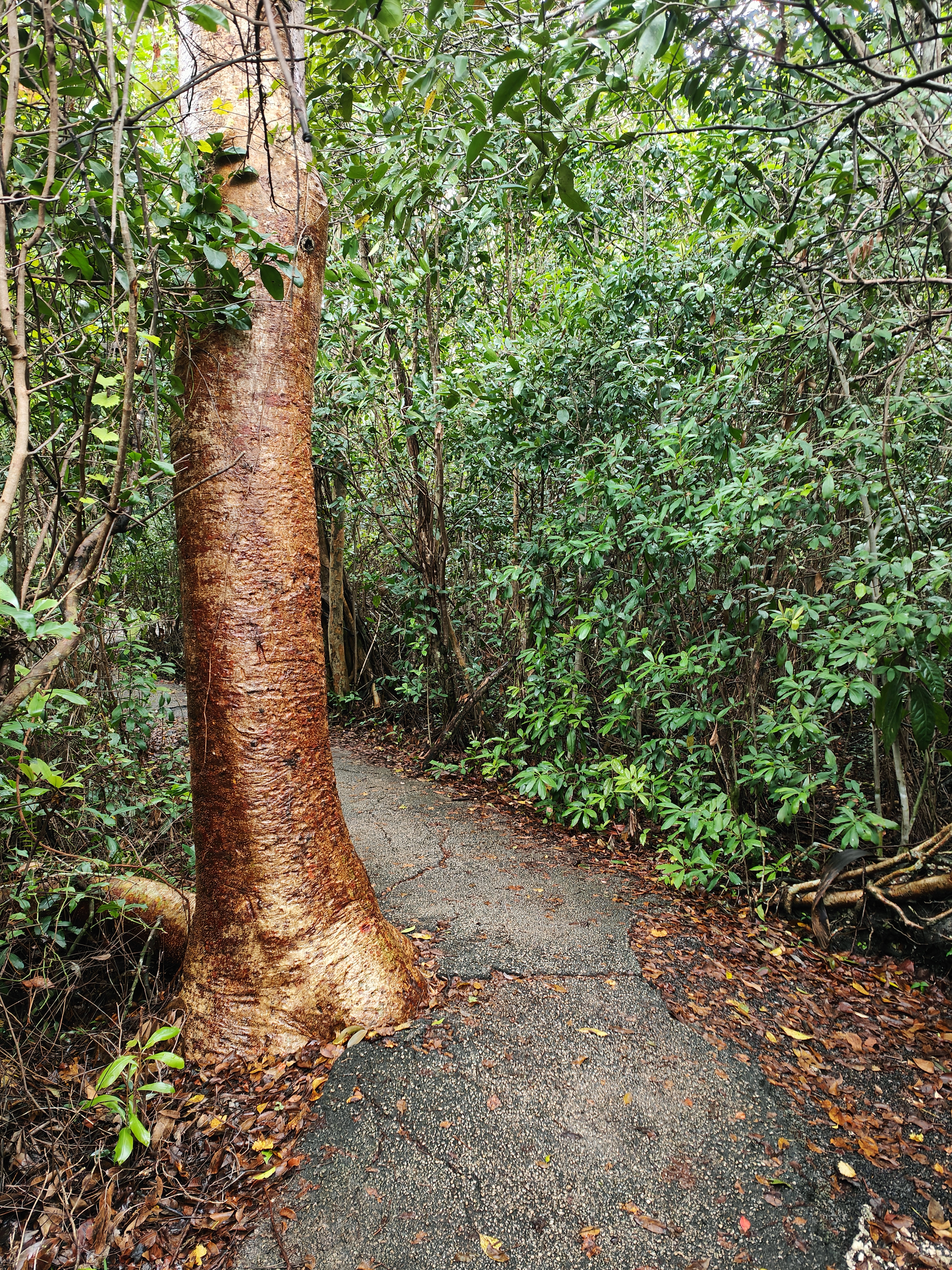 Gumbo Limbo Trail Everglades