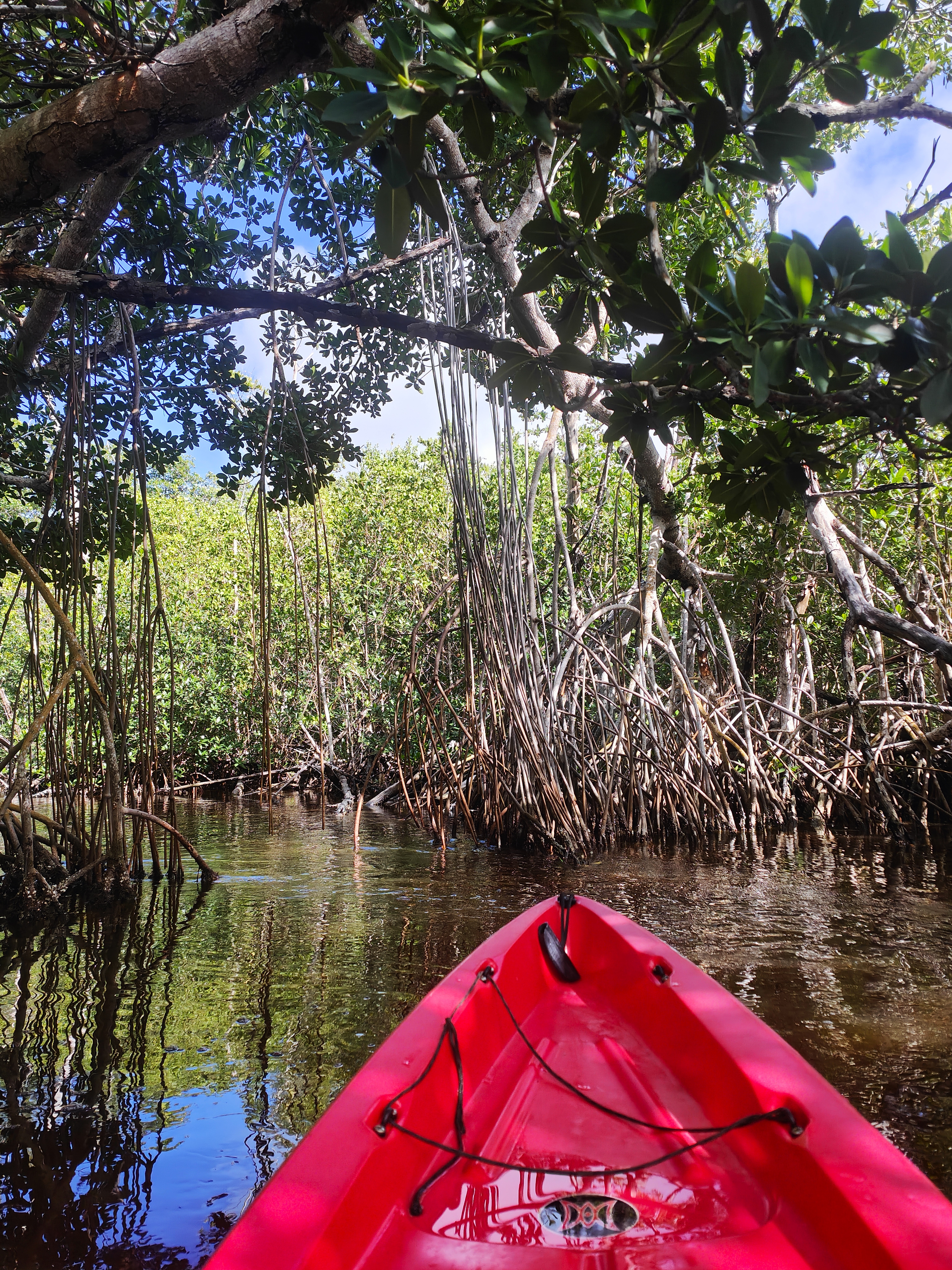 Kayak dans les mangroves des Everglades