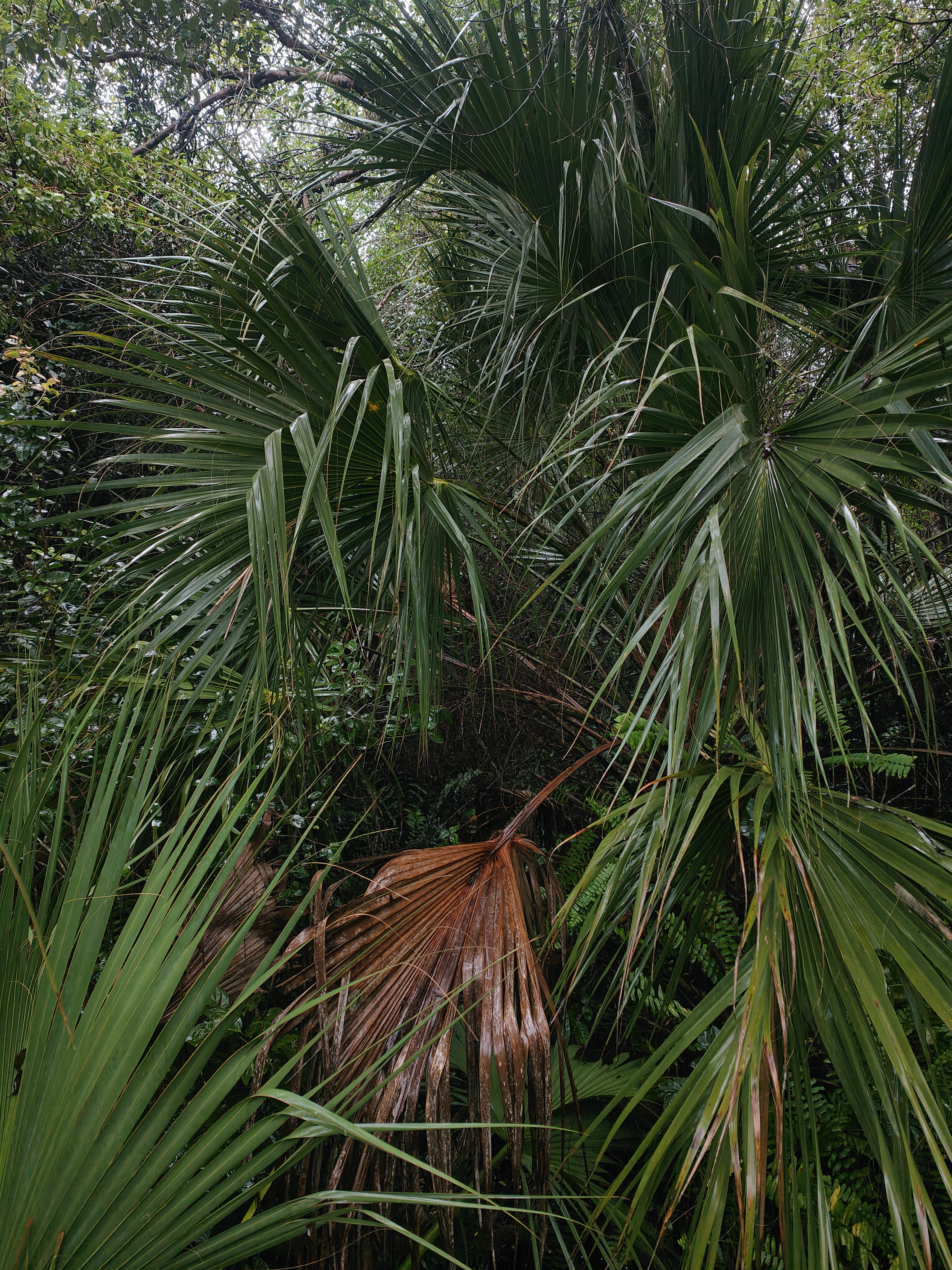Feuilles de palmier dans les Everglades