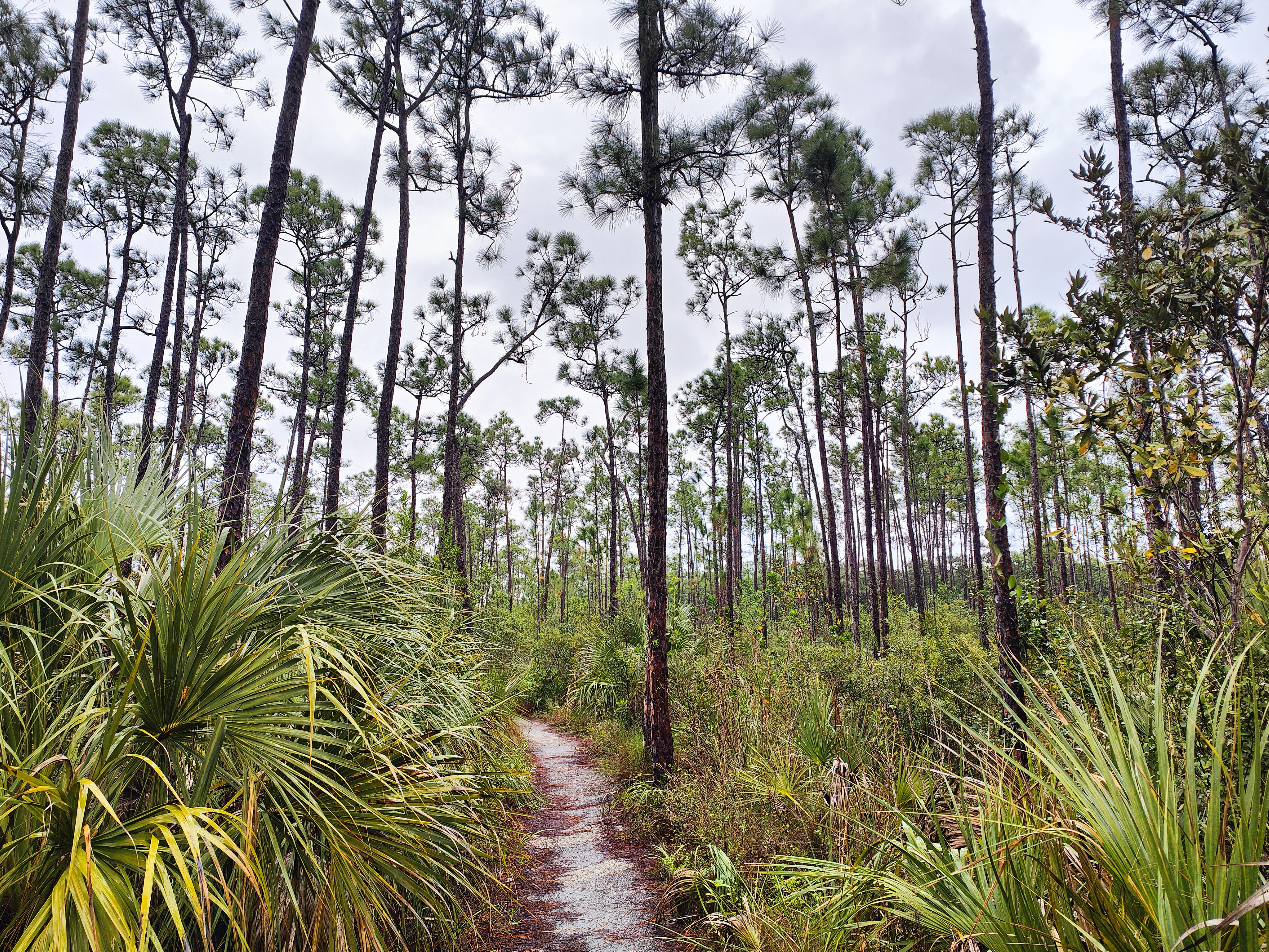 Pinelands trail Everglades