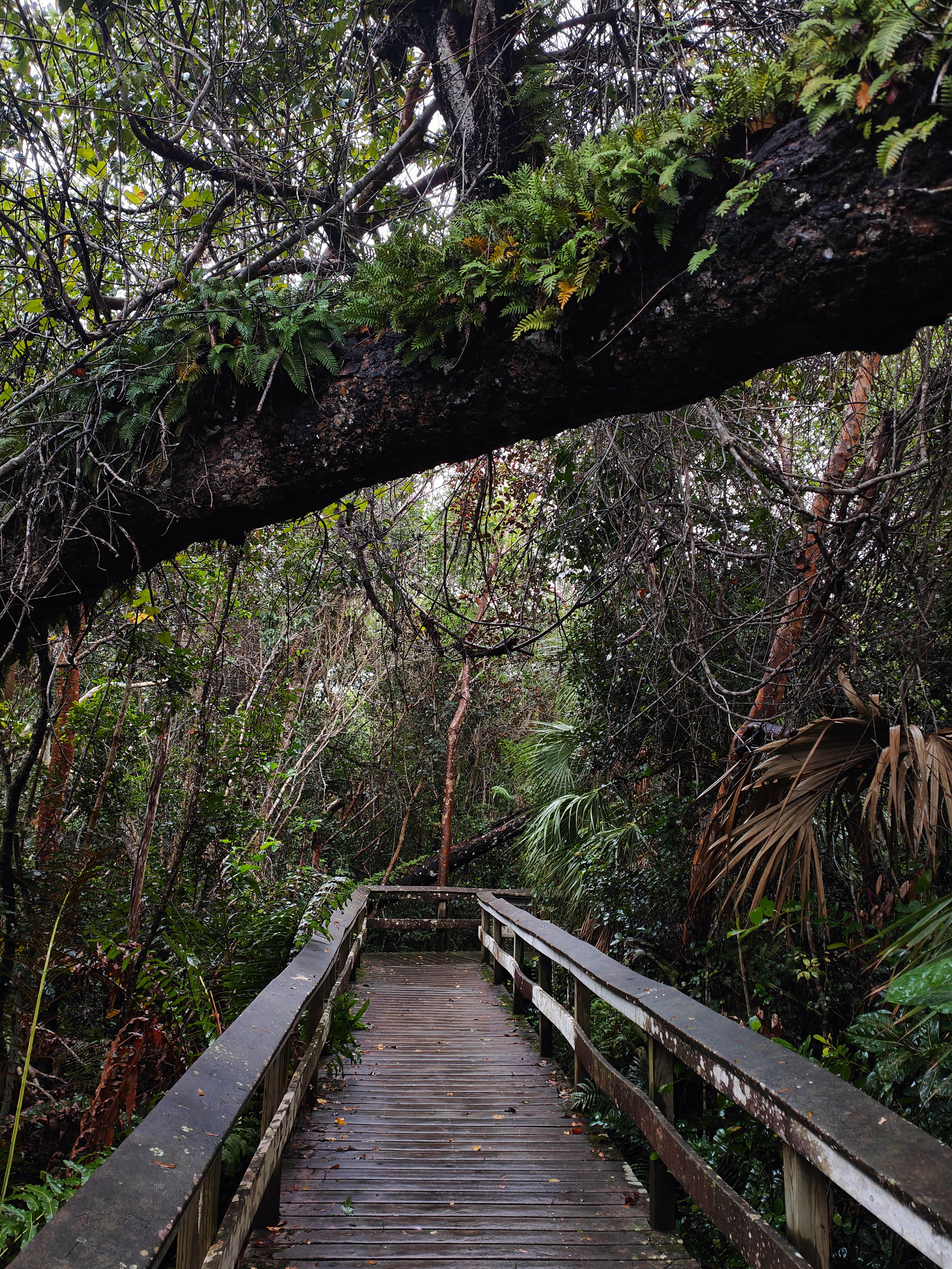Ponton en bois dans les Everglades