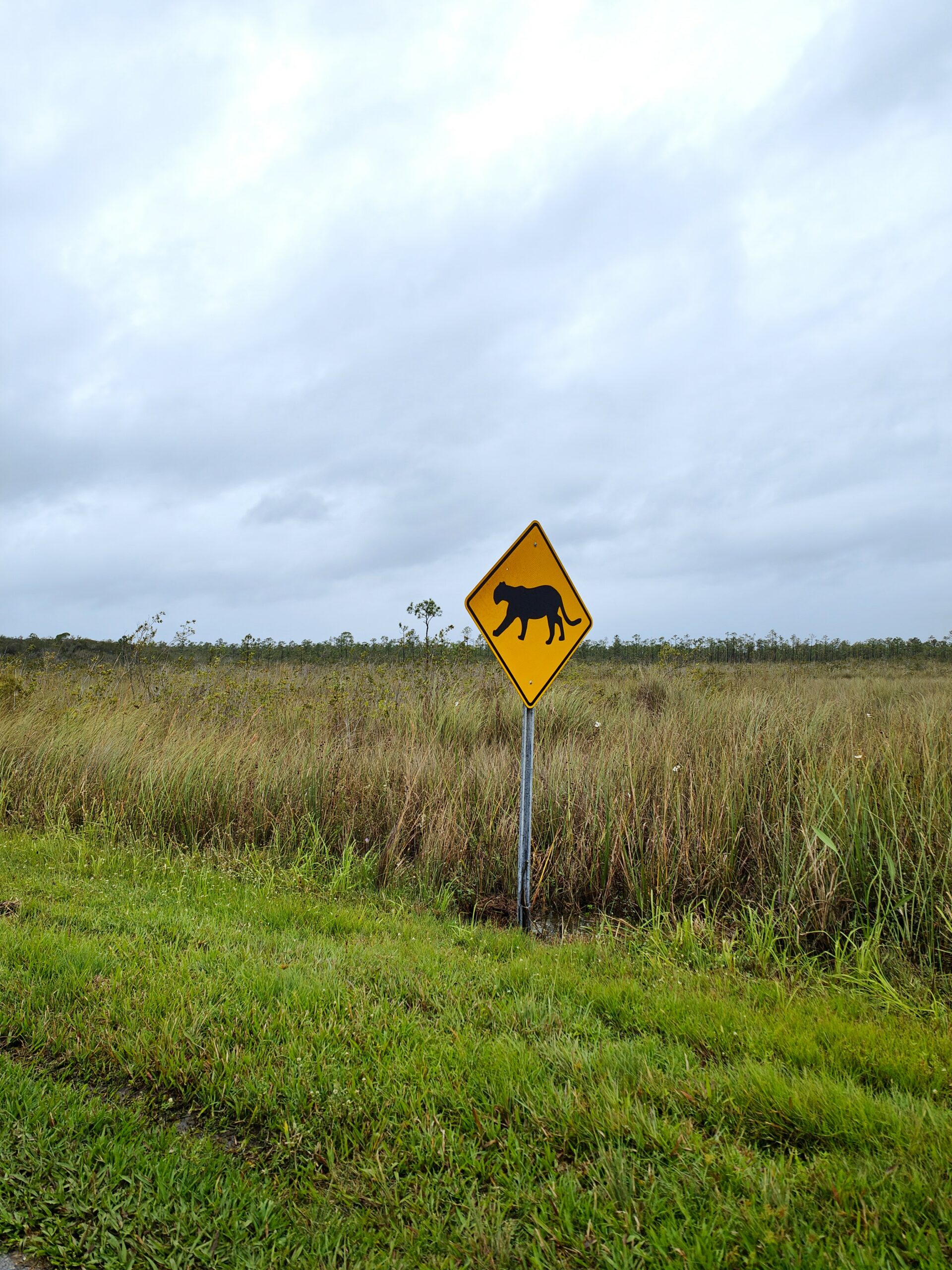 Signe attention aux panthères en Floride 