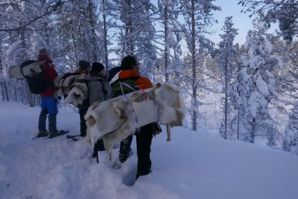 randonnée en raquette à neige avec sac à dos et peau de rennes en suède