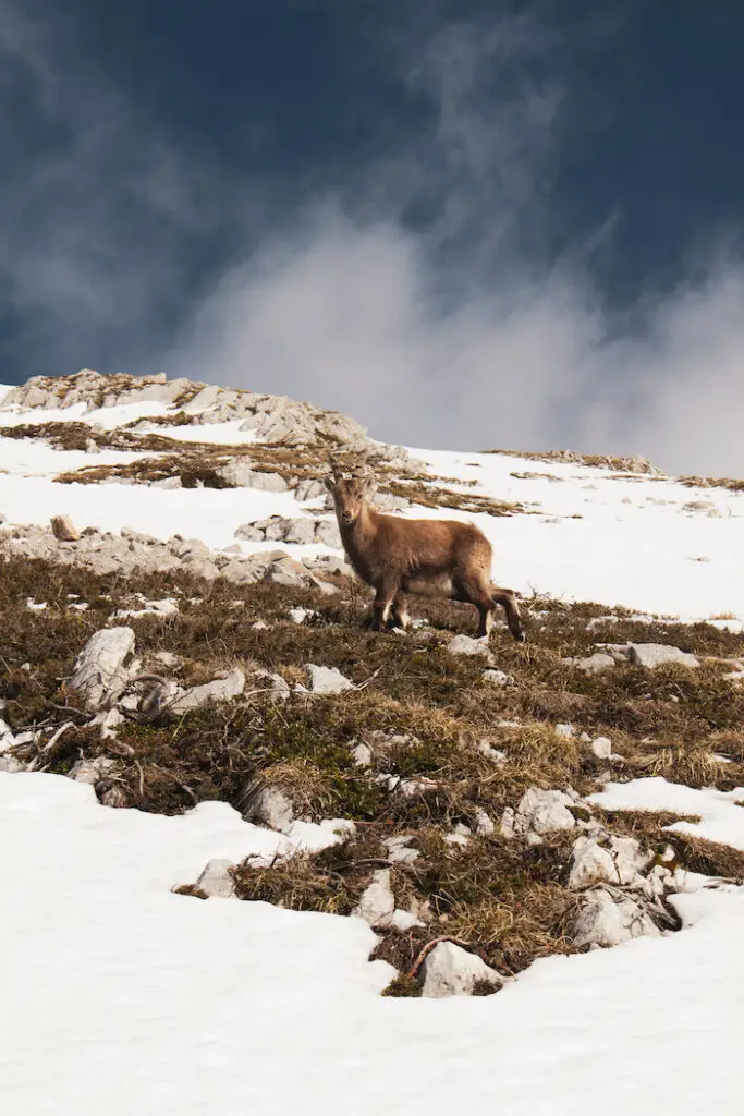 bébé bouquetin sur les pentes du grand veymont