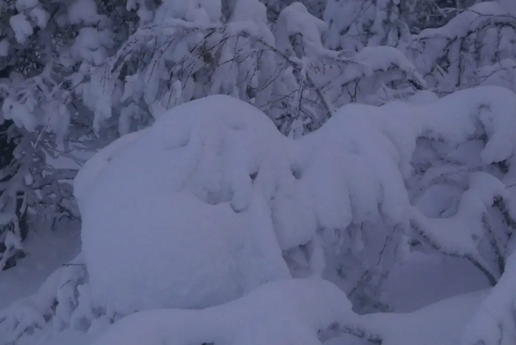 Visage de la nature dans la neige en suède