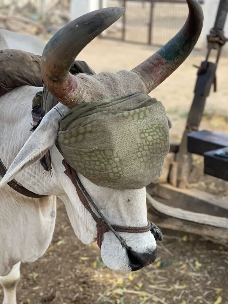 buffle en inde utilisé pour faire de l'huile de sésame au rajasthan