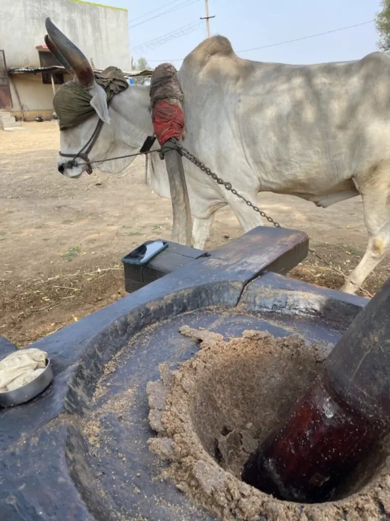 Buffle utilisé pour la fabtication huile de sésame en inde