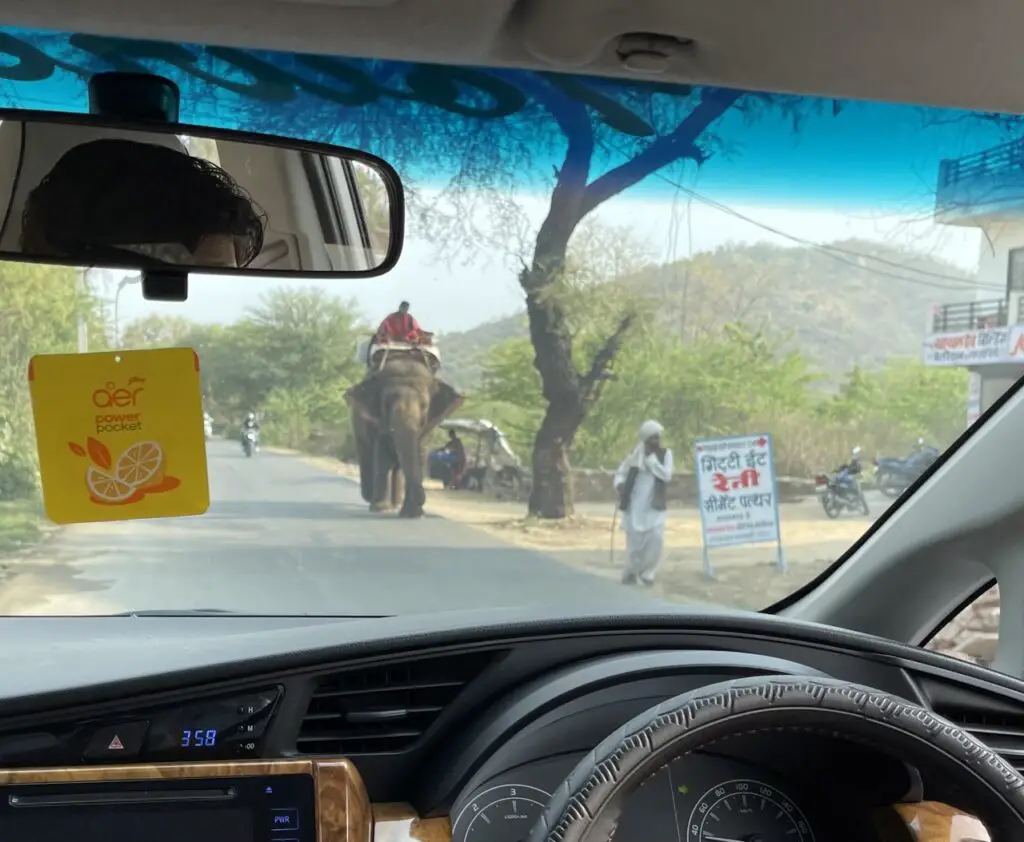 Eléphant sur la route à l'entrée d'udaipur
