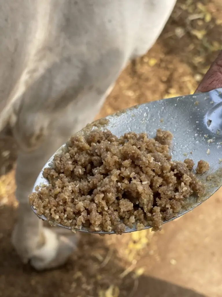 graine de sésame transformé apres le moulin en inde