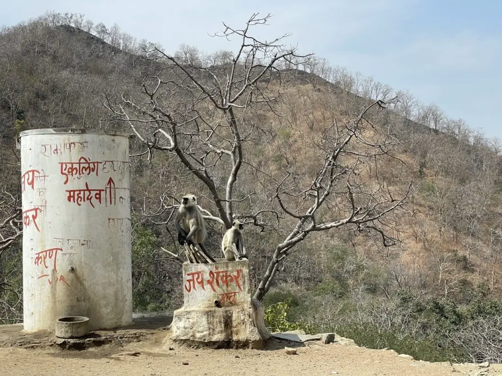 Les singes de Ranakpur au Rajasthan