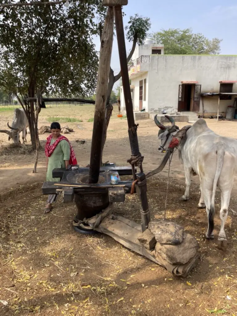 process de fabrication huile de sésame avec un buffle au Rajasthan