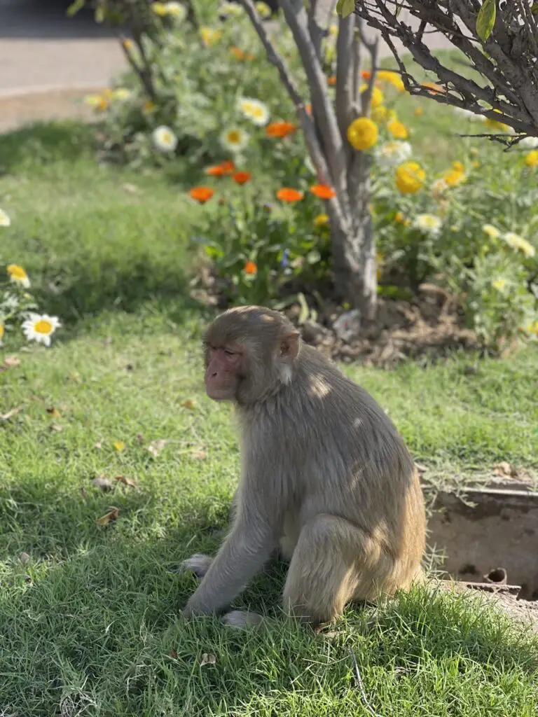 singe au bord d'une aire d'autoroute en inde pres de delhi