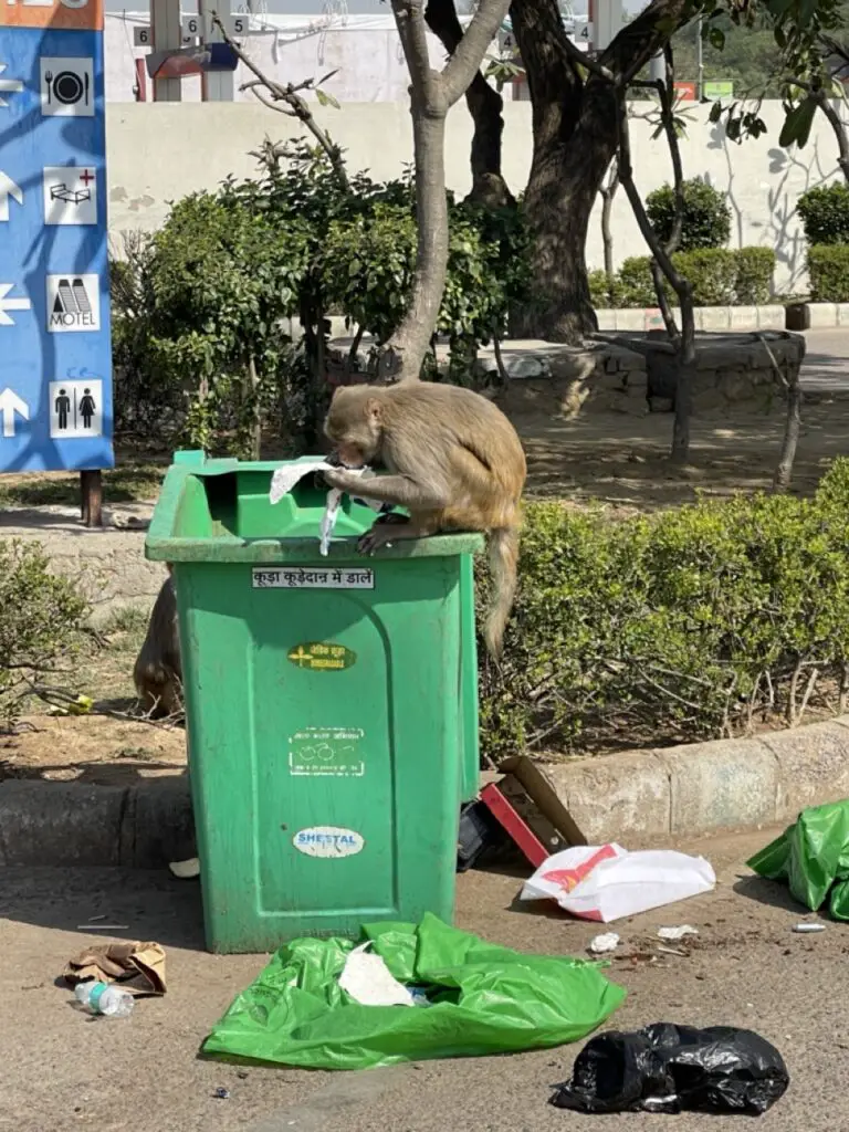 singe en inde faisant les poubelles