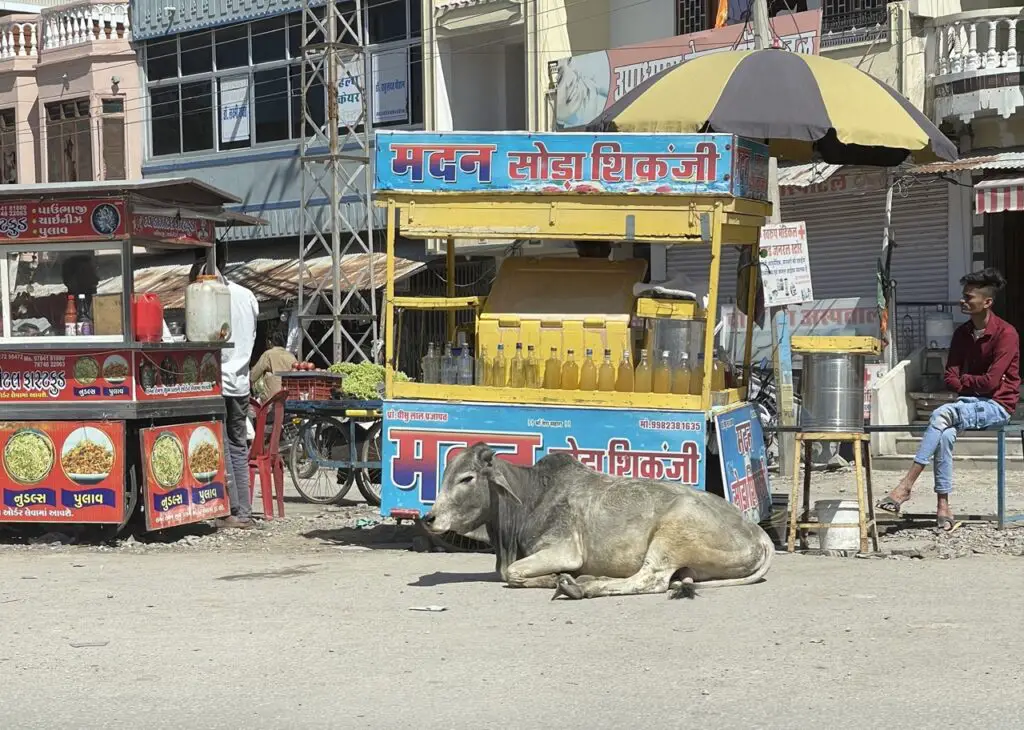 stand de restauration en inde avec une vache sacrée