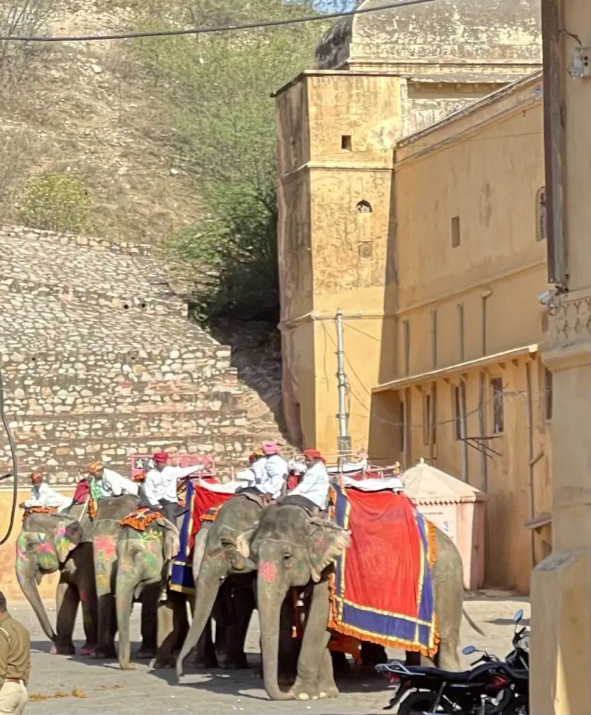 Stationnement d'éléphants au fort d'amber pour transporter des touristes