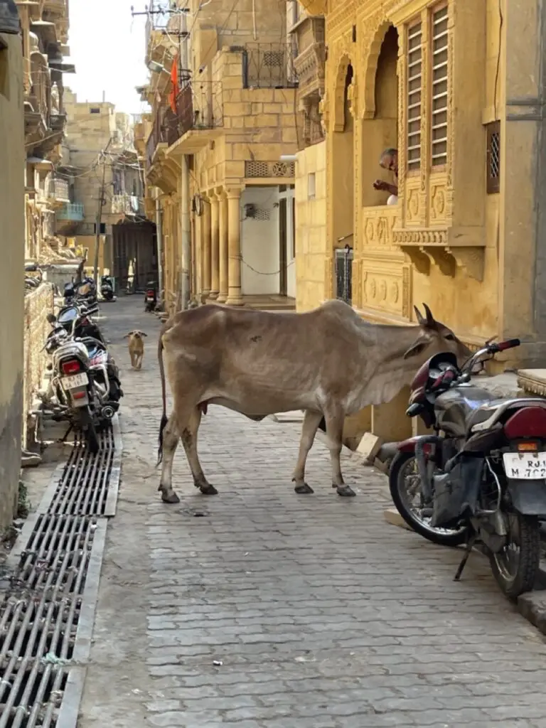 vache sacré dans une rue de jaisalmer en inde