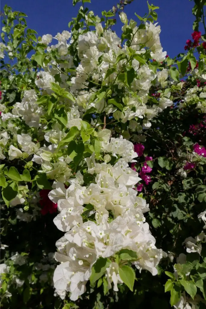 Bougainvillier blanc à la ferme Yassmine au Maroc