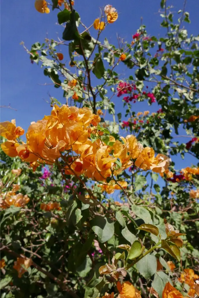 Bougainvillier orange près de berkane au Maroc