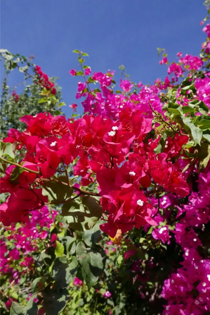 Bougainvillier rouge au Maroc