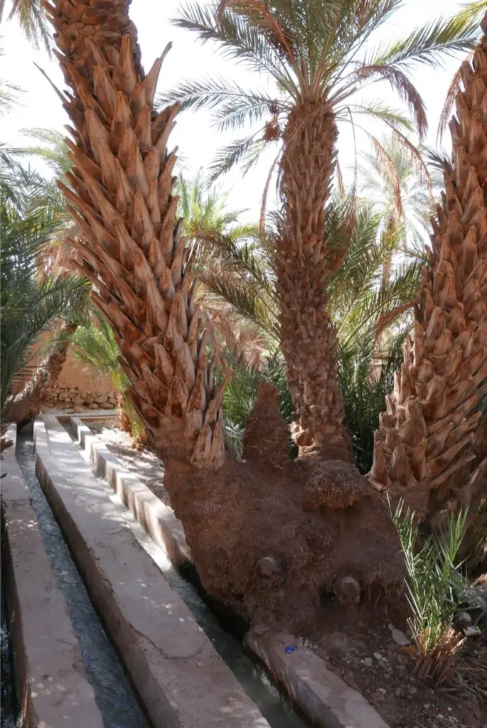 canaux d'irrigation pour acheminer et distribuer l'eau dans la palmeraie marocaine à Figuig