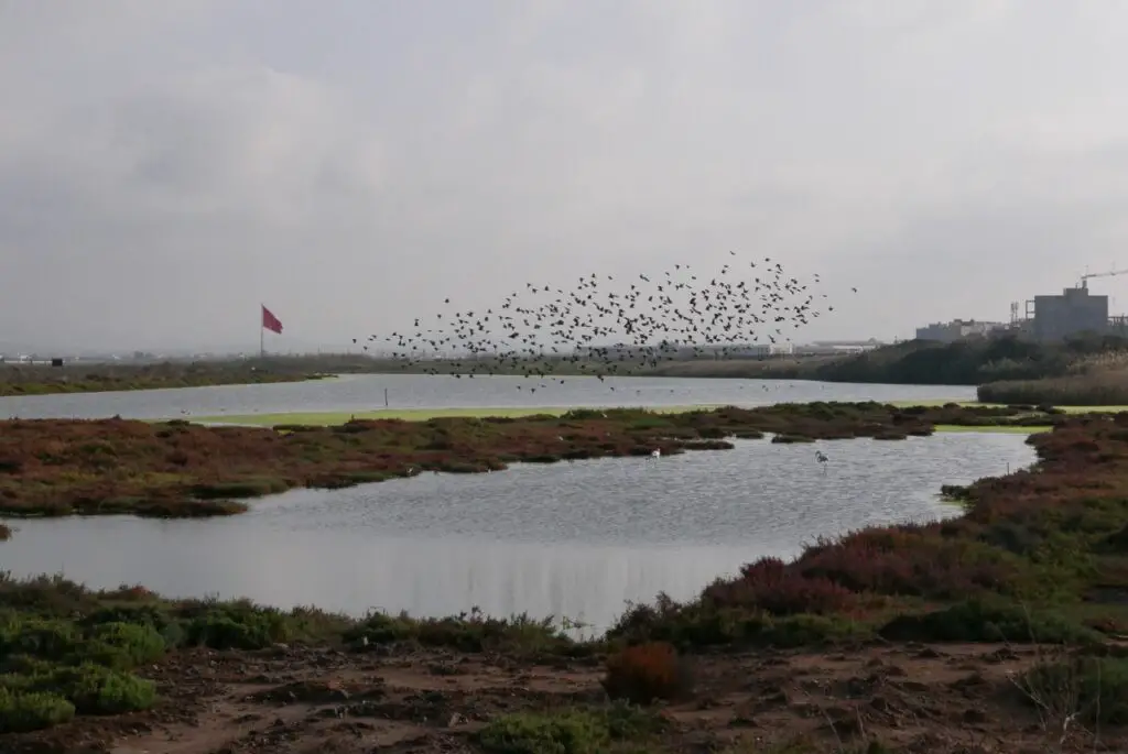 Lieu d'Observation des oiseaux au parc ornithologique de la lagune Marchica au Maroc