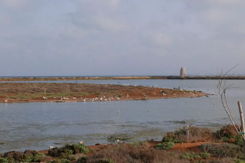 Observation des oiseaux au parc ornithologique de la lagune Marchica au Maroc