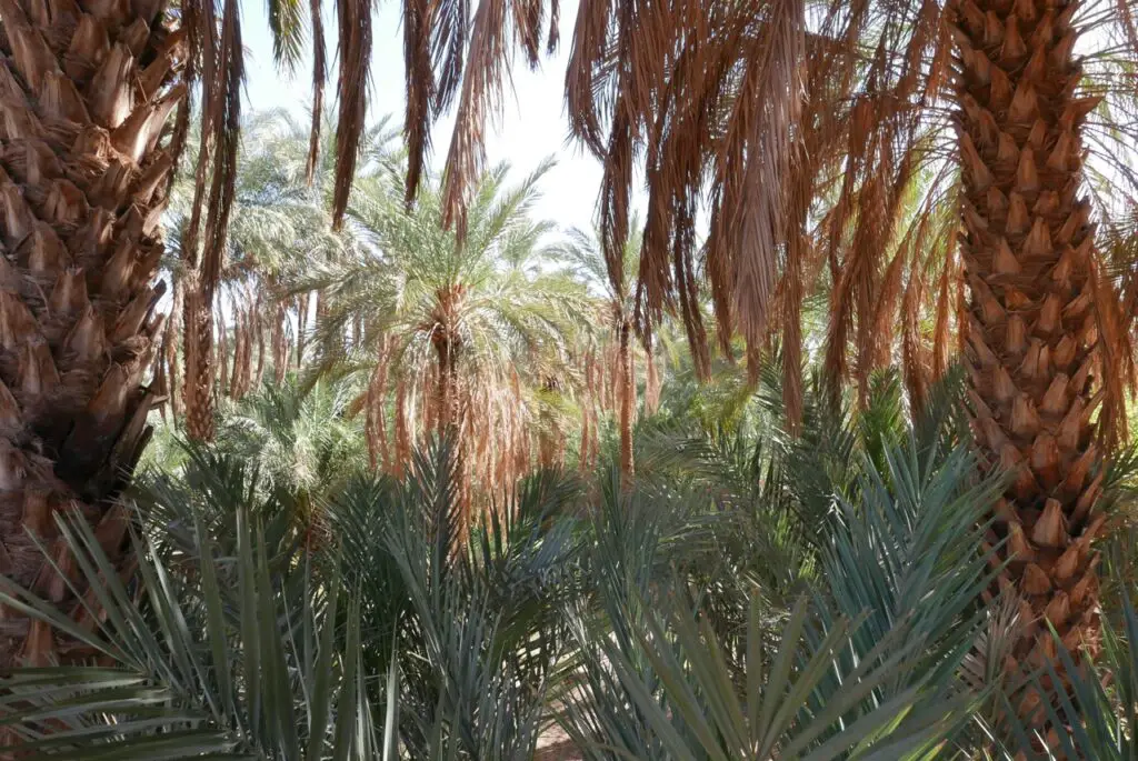 Palmeraie verdoyante et fraiche à Figuig au Maroc