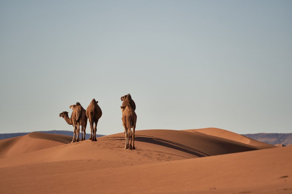 Les déserts marocains