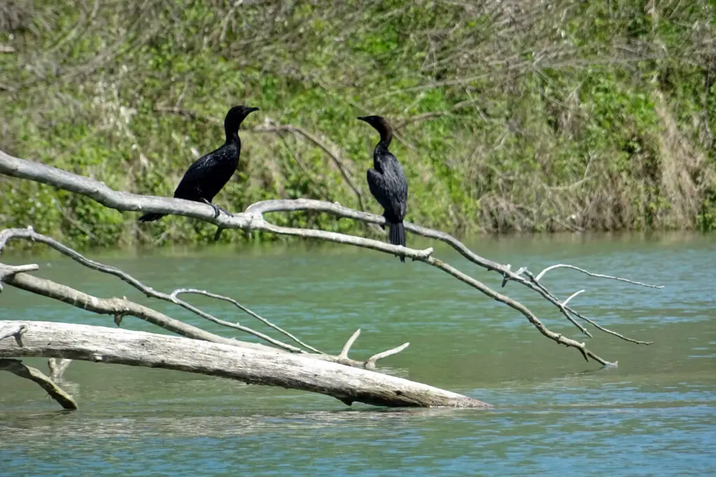 Cormorans près de Ponte di Piave