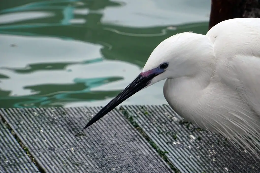 Une aigrette sur un ponton à Venise