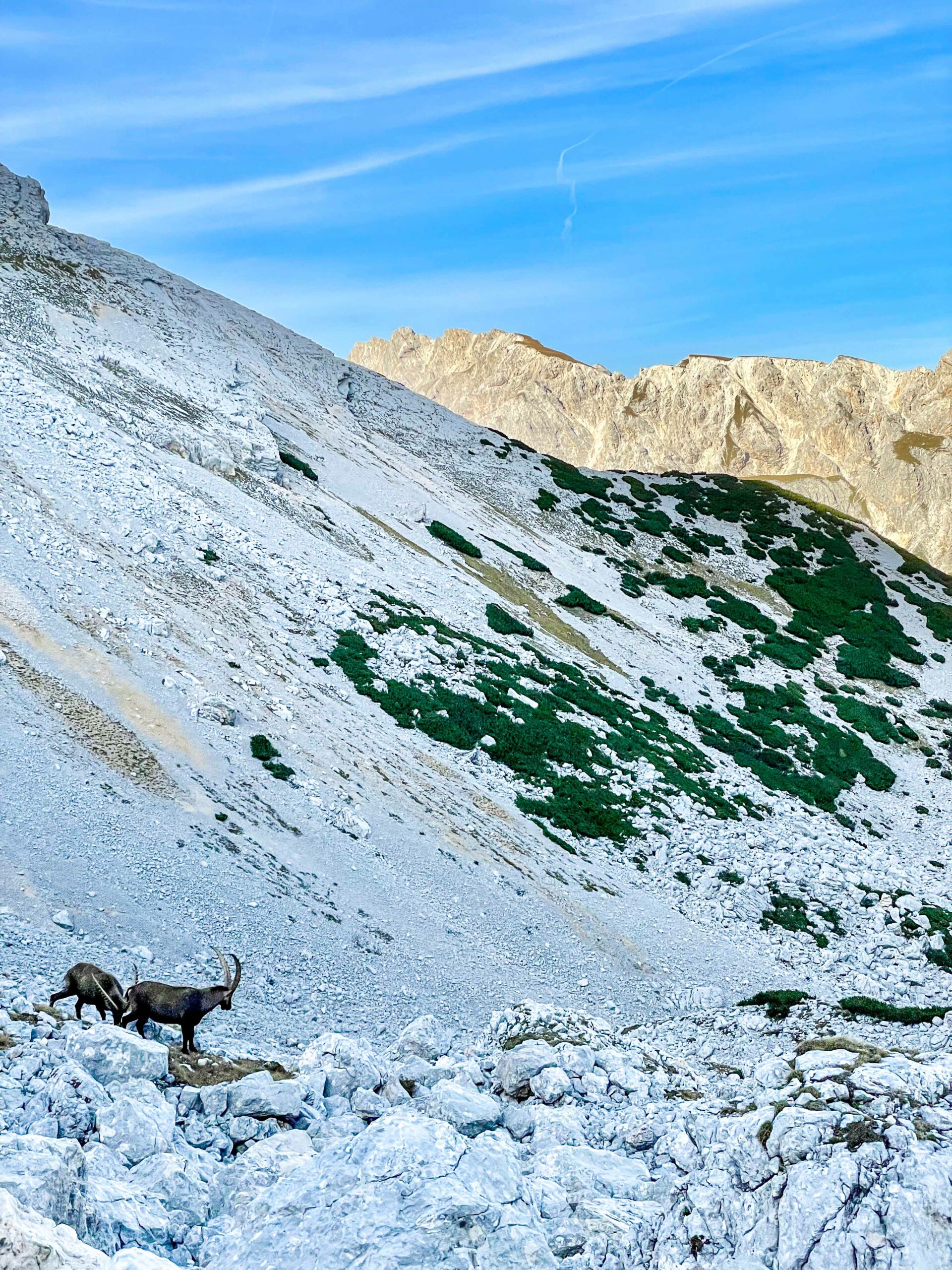 Bouquetins dolomites