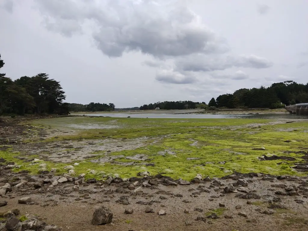  Paysage typique d’un estuaire breton à marée basse, ici la rivière de Pont-Labbé