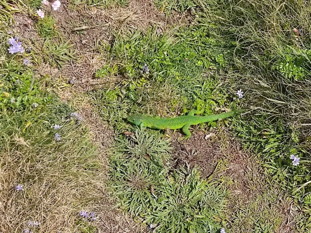 Un lézard vert peu farouche dans le pays d'Iroise