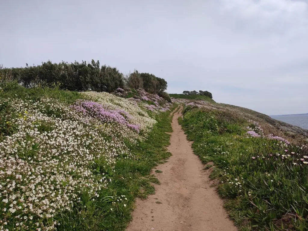 Un milieu si beau mais si fragile... les landes près de la Pointe Saint-Mathieu