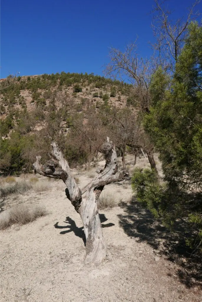 Arbre des montagnes de Béni Snassen