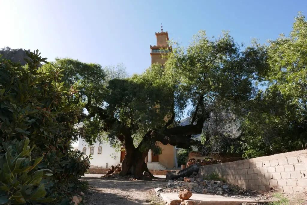 Arbre remarquable de Zegzel au maroc