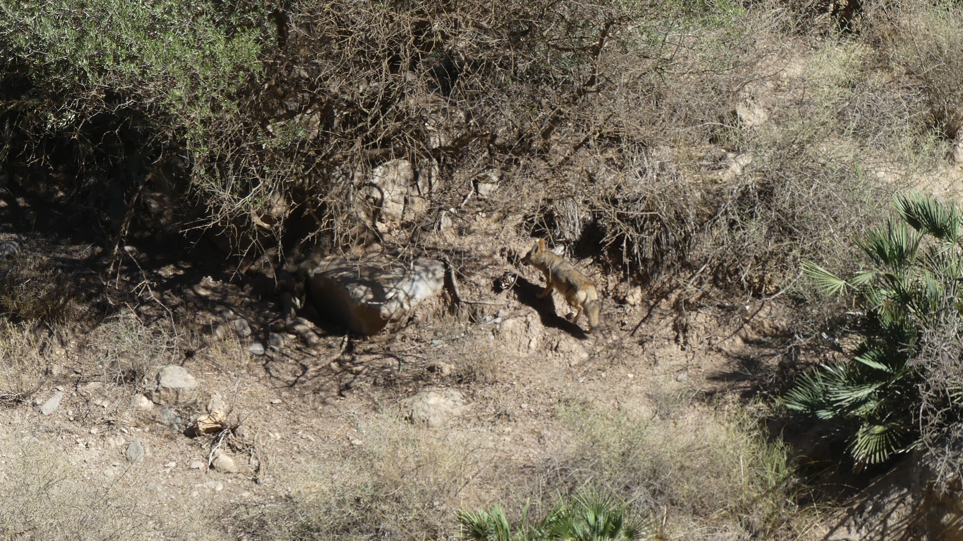 Chacal dans les montagnes de Béni Snassen au Maroc