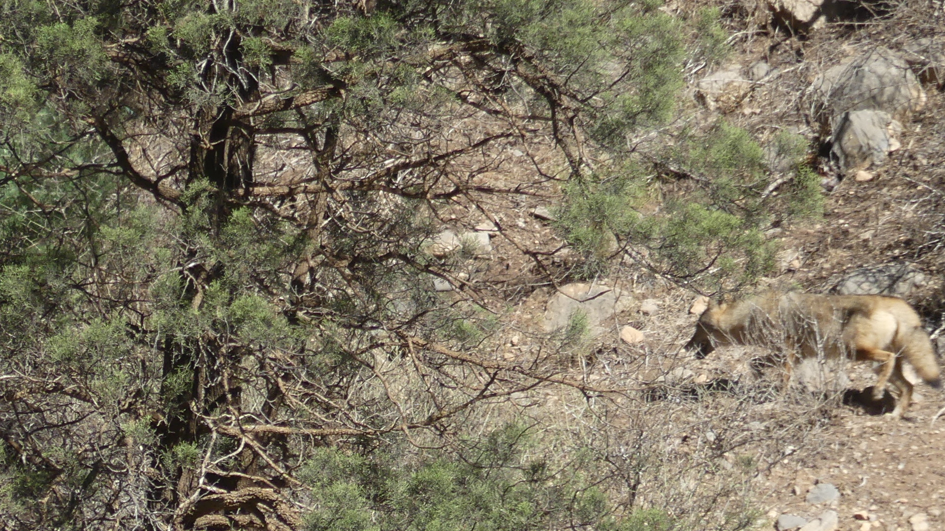 Chacal dans les montagnes de Béni Snassen dans l'oriental Marocain