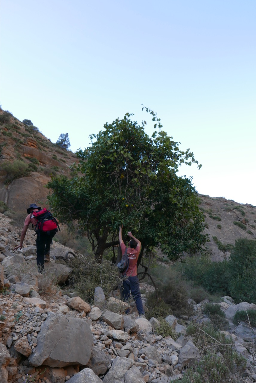 Cueillete d'orange au Maroc