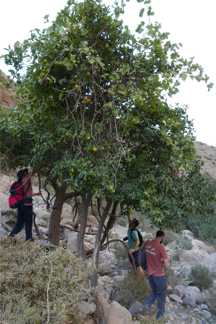 Cueillette d'orange Bio dans les monatgnes de Béni Snassen au Maroc