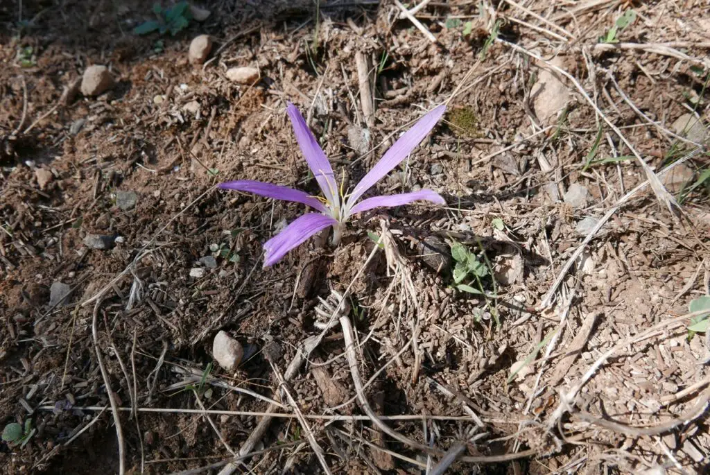 Fleur des montagnes marocaines de l'oriental