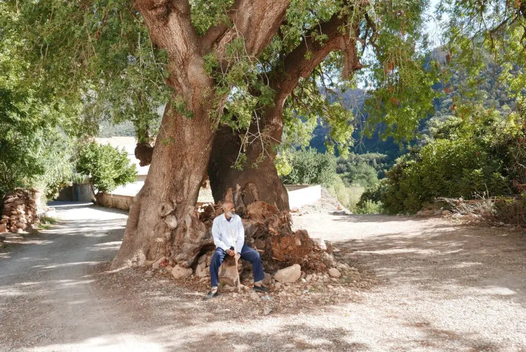 marocain sous un arbre remarquable pres de la grotte du chameau