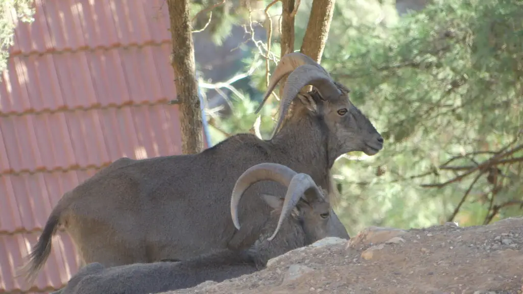 Mouflons de la réserve de Tafoughalt au Maroc