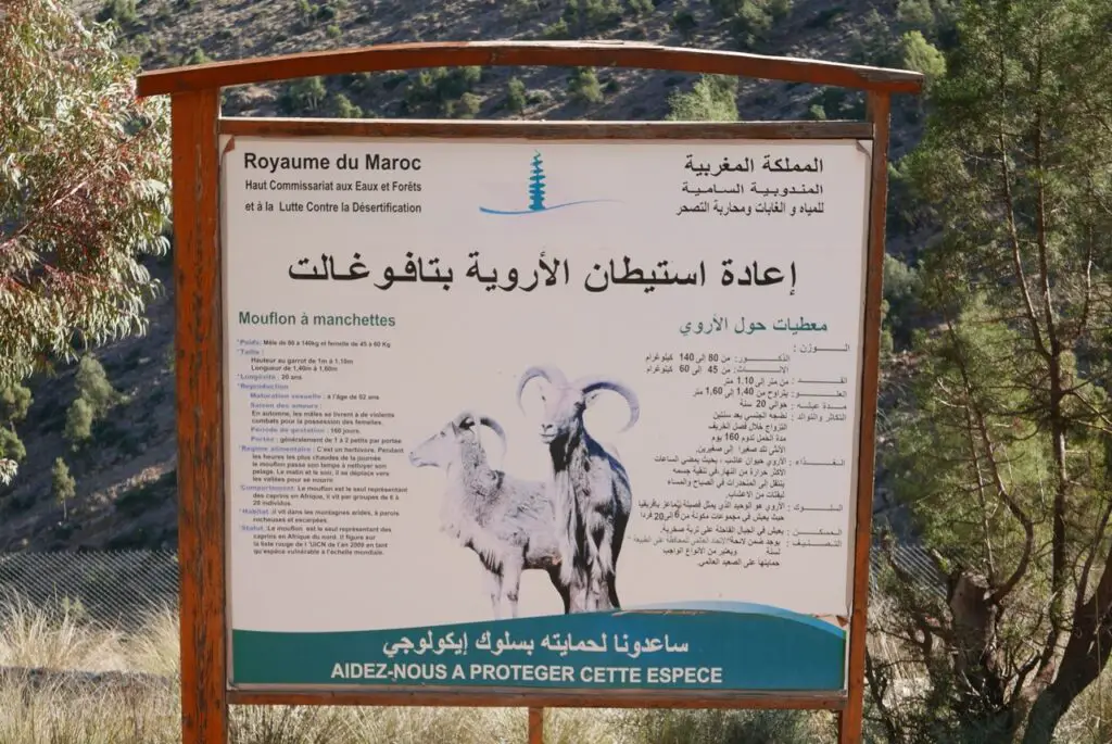 Protection du Mouflon à Manchette au Maroc
