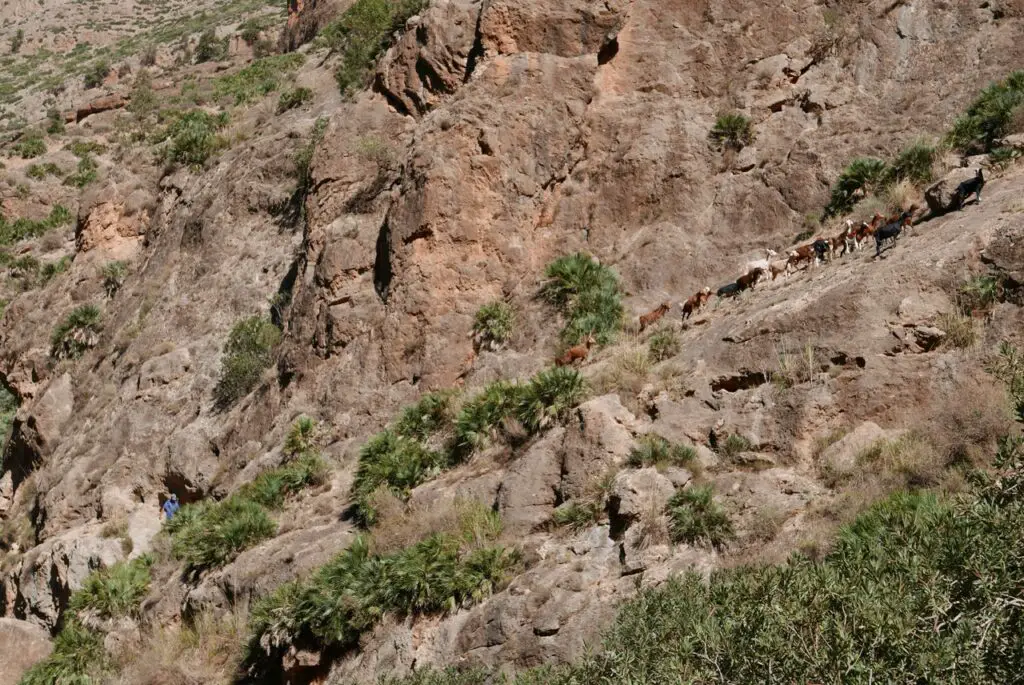 Troupeau de chèvres dans les montagnes de Béni Snassen