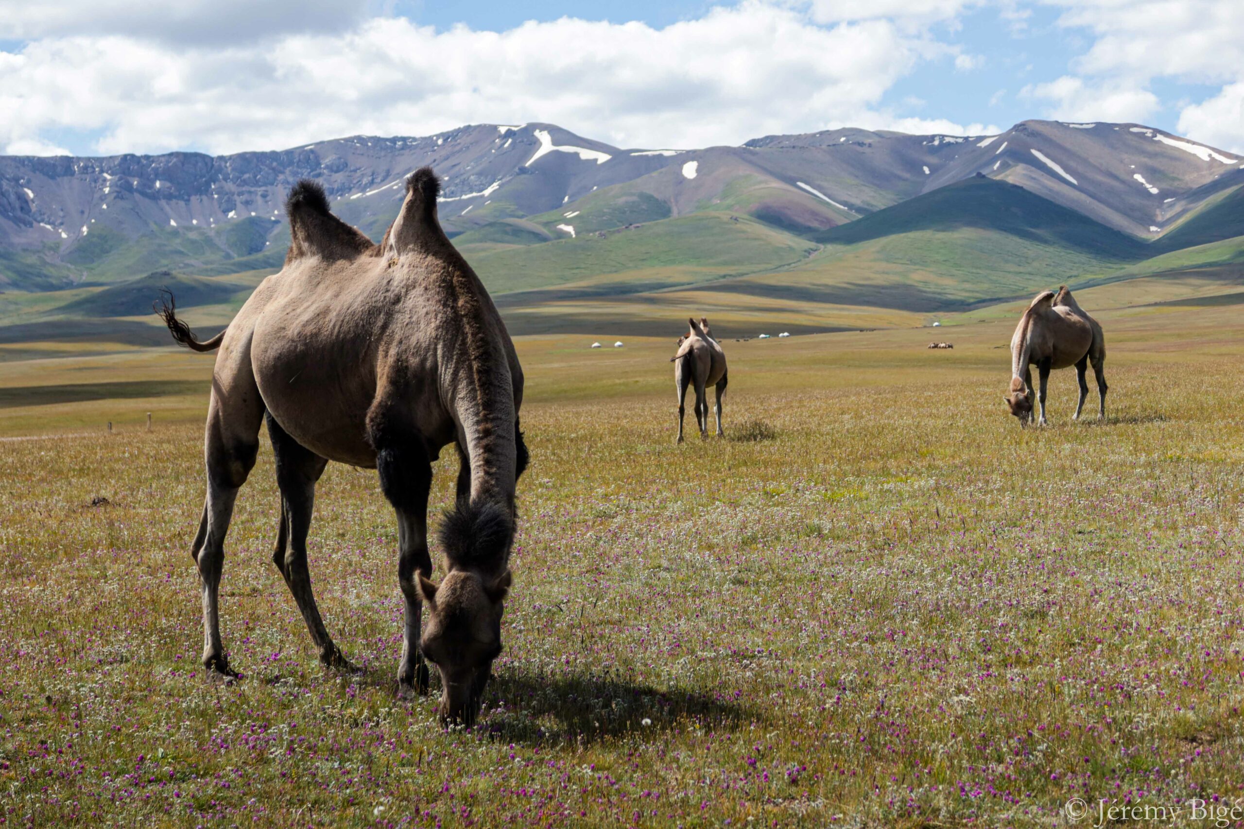 Des chameaux sur les bords de Song Kul