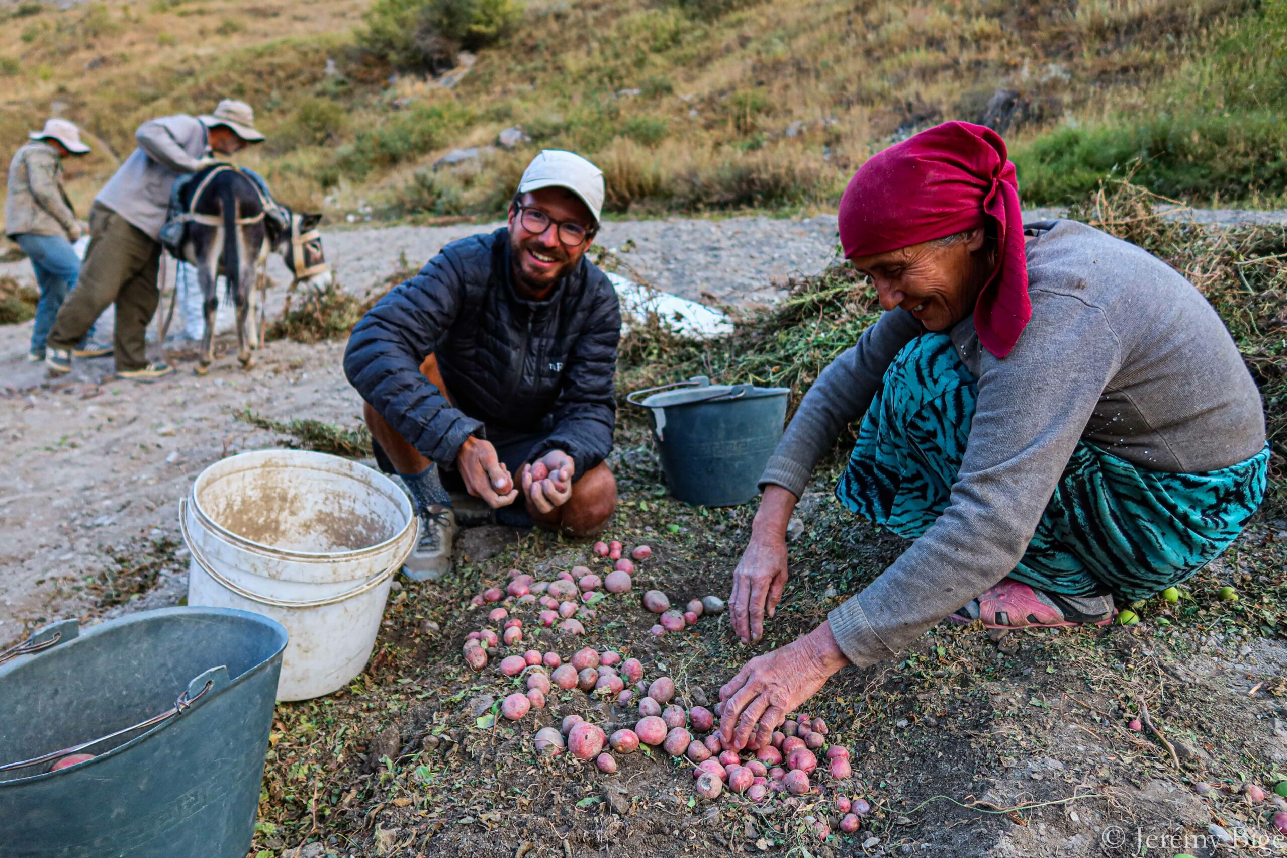 Tri des pommes de Terre dans la vallée de Yaghnob