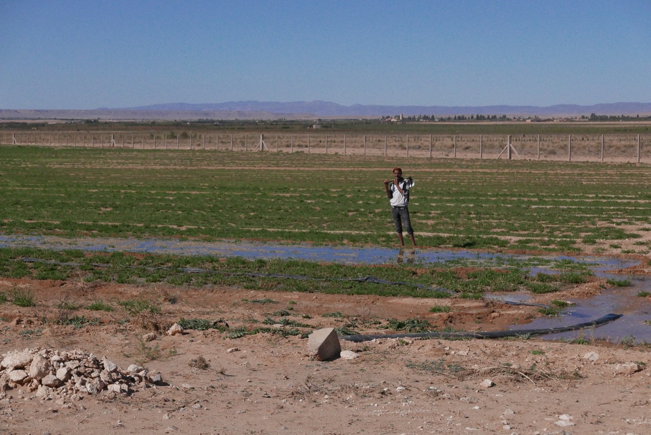 marocain travaillant dans un champ dans la région de l'oriental