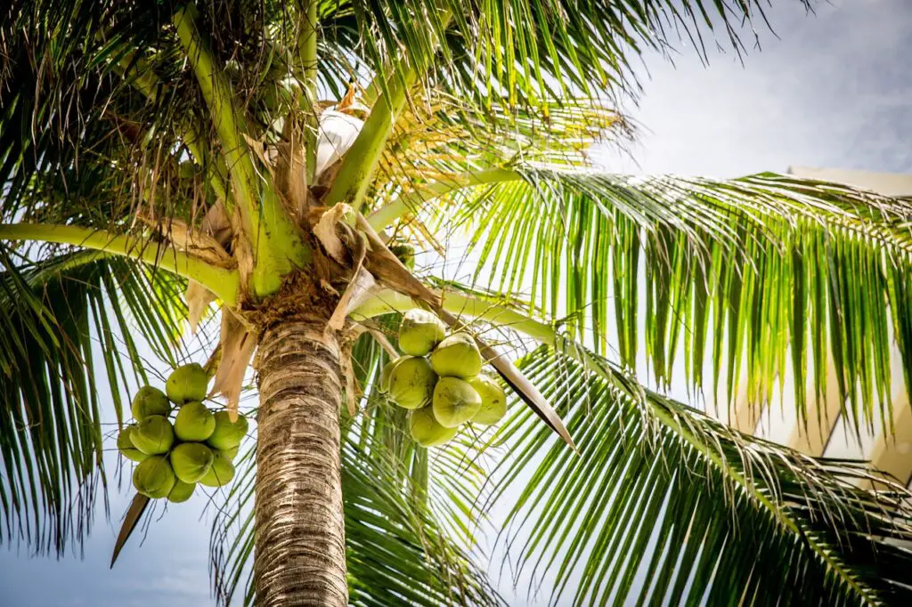 plus belles plages de sable blanc de La Réunion