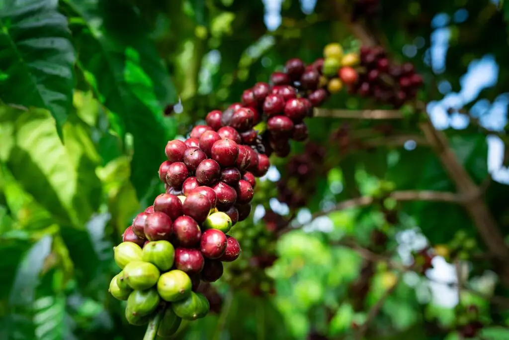 domaine du cafe grille reunion